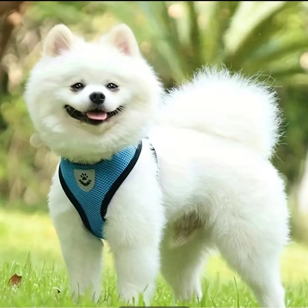 Harness & Leash Set